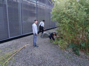 Bambus schneiden